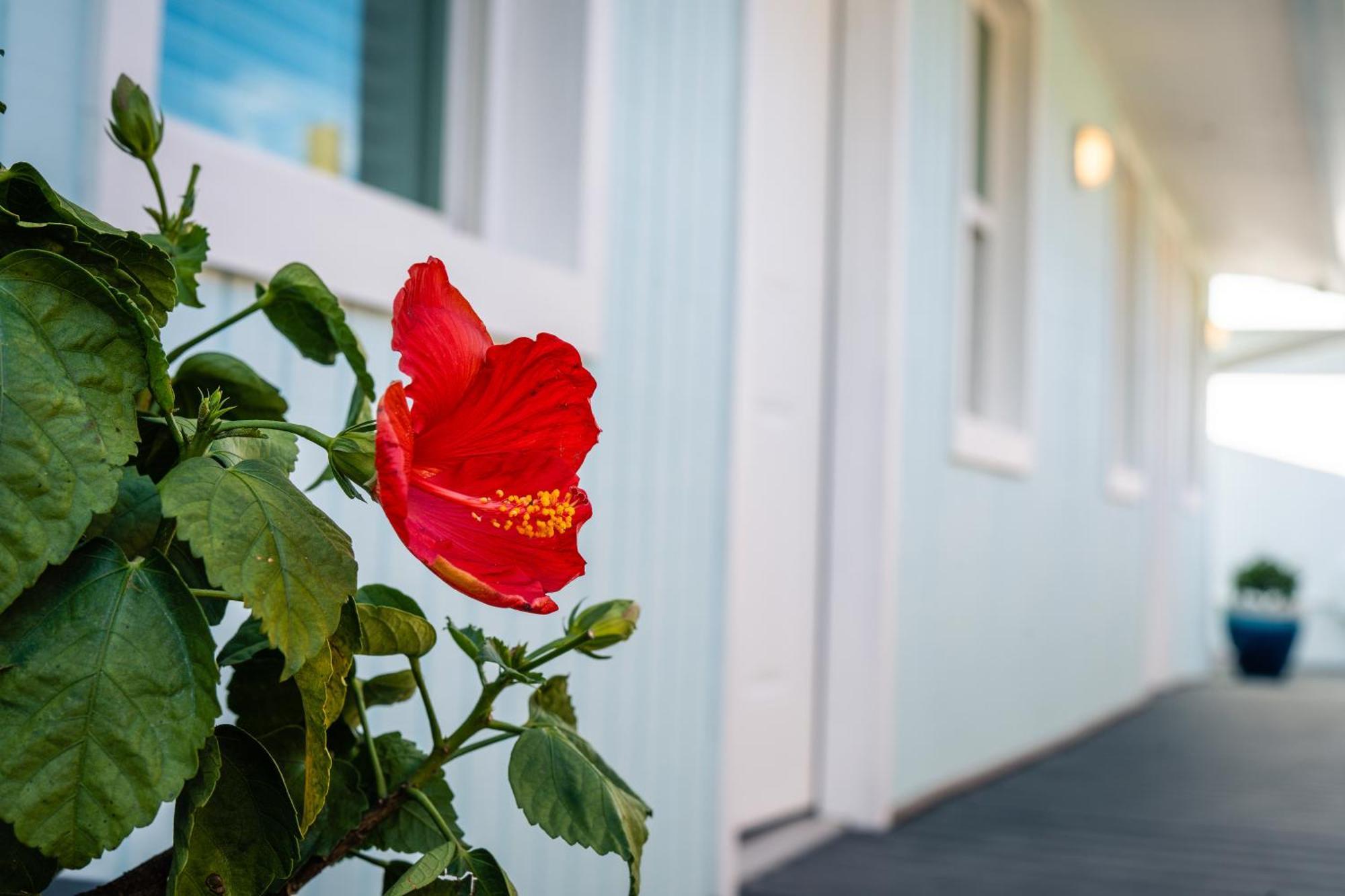 Salt Air Inn & Suites Atlantic Beach Exterior foto